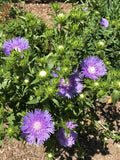 Stokes Aster Bare Root Plant 12-24" White Blooms Stokesia Laevis 'Alba' Perennial Zones 5-9