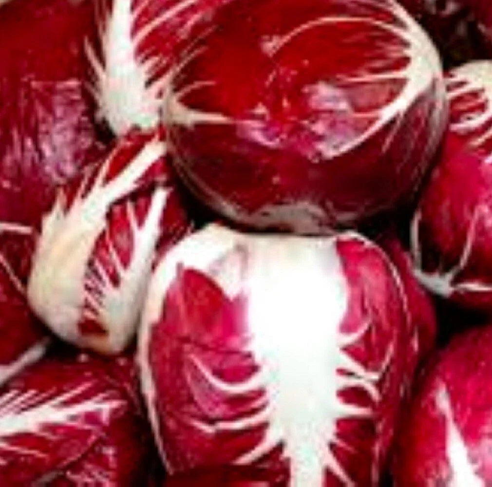 Radicchio Seeds | Palla Rosa Heirloom | Compact Cichorium intybus Var. Foliosum Garden Seeds