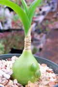 Albucca Bracteata Succulent - 3" Potted Plant with Spiral Leaves - Unique Indoor/Outdoor Decor - Albuca bracteata