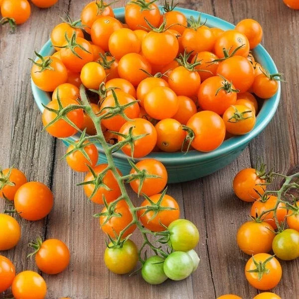 Sungold Tomato Seeds – F1 Non-GMO, Heirloom, Golden-Orange Cherry Tomato, Solanum lycopersicum, Home Garden, Container Plant