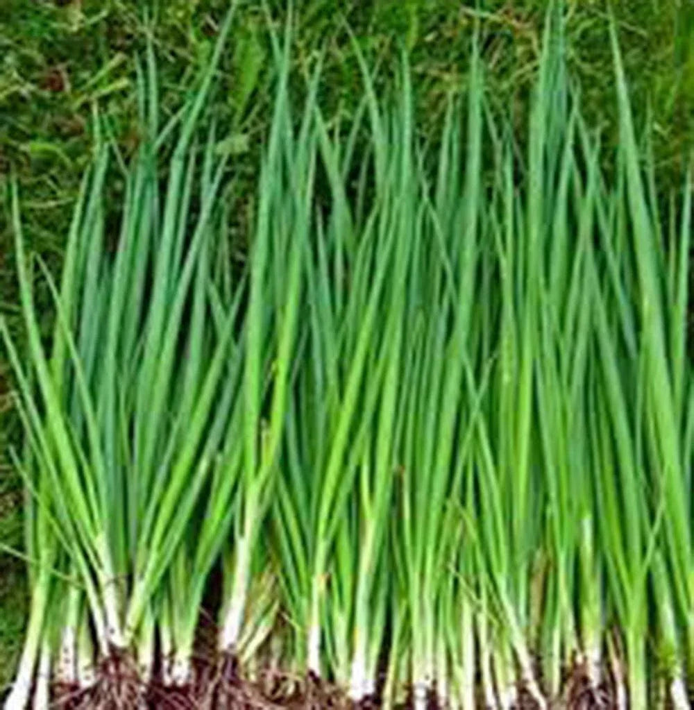 Tokyo Long White Onion Seeds - Heirloom Allium fistulosum for Salads & Cooking, 25+ Seeds, Organic, Full Sun, Home Garden