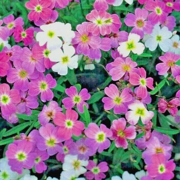 Virginia Stock Flower Seeds - 1000+ Seeds - Groundcover for Borders & Containers - Malcolmia maritima - Easy to Grow