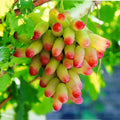 Halloween Fingers Grape Cuttings – 5 Unrooted Vitis vinifera Climbing Vine for Rooting or Grafting