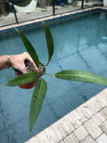 Anthurium Plant - Morona Variety - Live Indoor Houseplant - Tropical Anthurium andraeanum