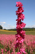 Rocket Larkspur Seeds - Deep Carmine Flowers, Non-GMO, 500 Seeds, Pollinator Friendly, Delphinium ajacis