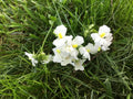 Nemesia Seeds Packet of 100 - Poetry Innocence Variety - Annual Flower Seeds for Garden & Containers - Nemesia strumosa