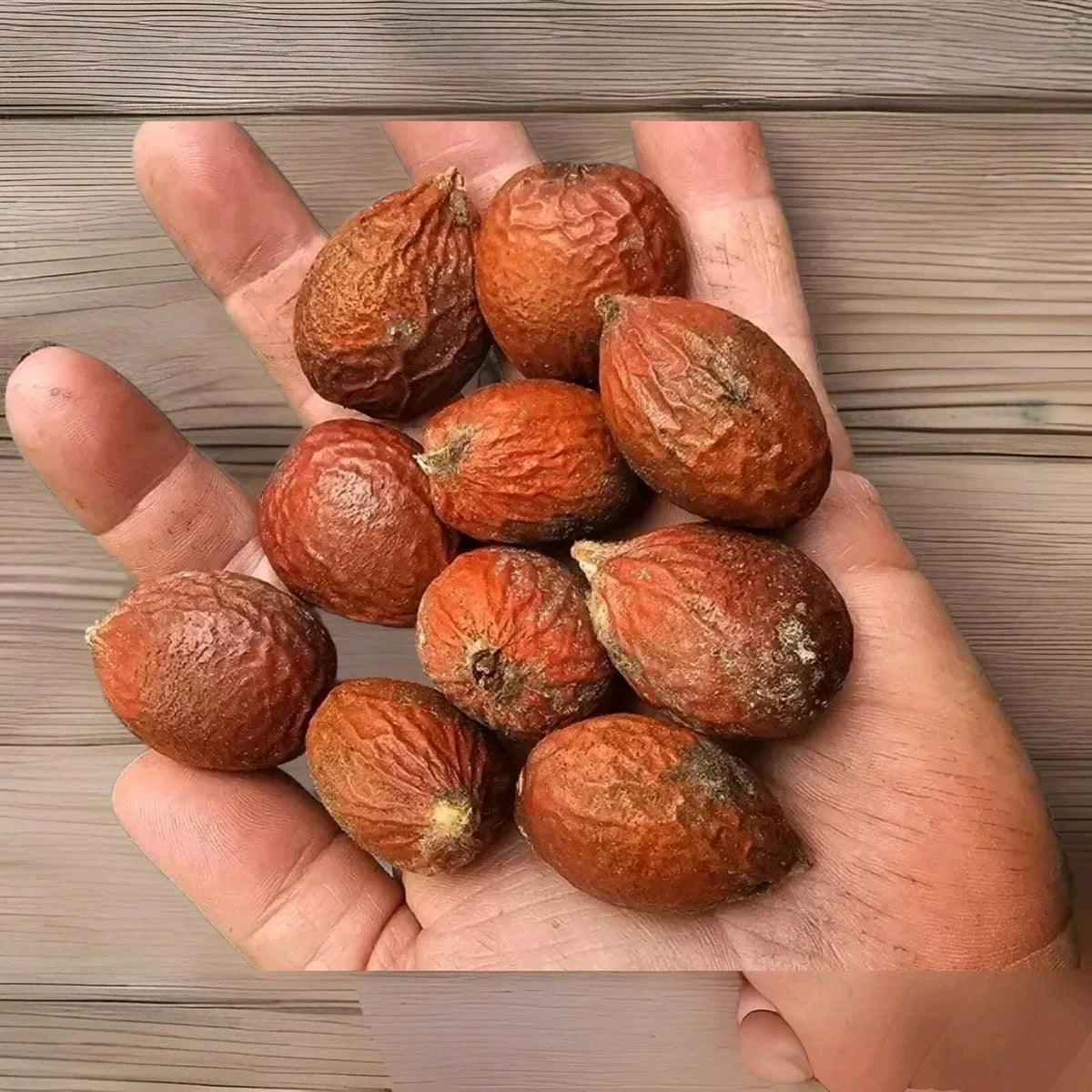 Sago Palm Seeds 10-Pack, Cycas revoluta, Decorative Indoor Outdoor Plant, Float Tested, Perennial, Low Maintenance