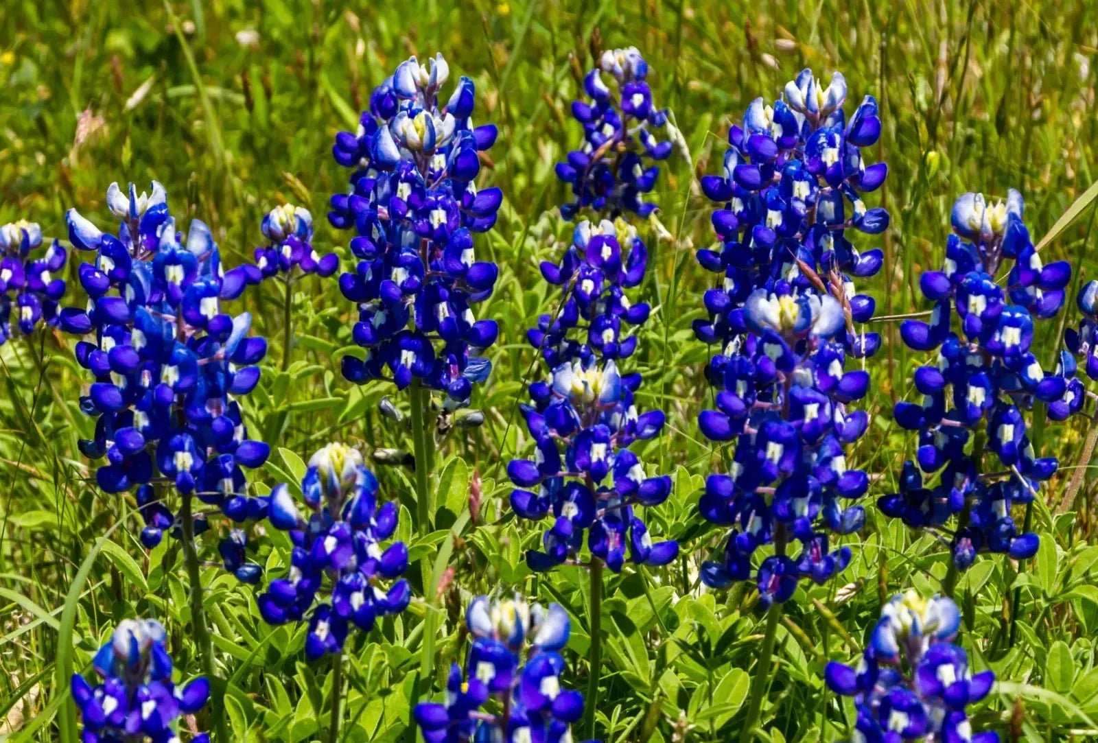 Texas Bluebonnet Seeds - 200+ Lupinus texensis Flower Seeds for Wildflower Gardens, Attracts Hummingbirds & Butterflies