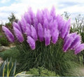 Purple Pampas Grass Plugs - 4 Pack, Ornamental Cortaderia selloana, Vibrant Purple Feathery Plumes, Drought Tolerant, Garden Border