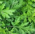 Korean Wormwood Seeds | Artemisia princeps | Japanese Mugwort Herb Seeds for Culinary & Garden Use