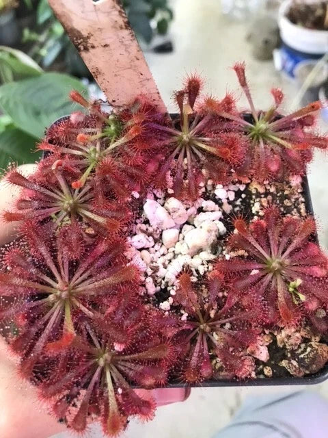 Drosera Spatulata Hartmeyer x Beenak Carnivorous Sundew Plant - Insect-Eating Houseplant in 4-Inch Pot