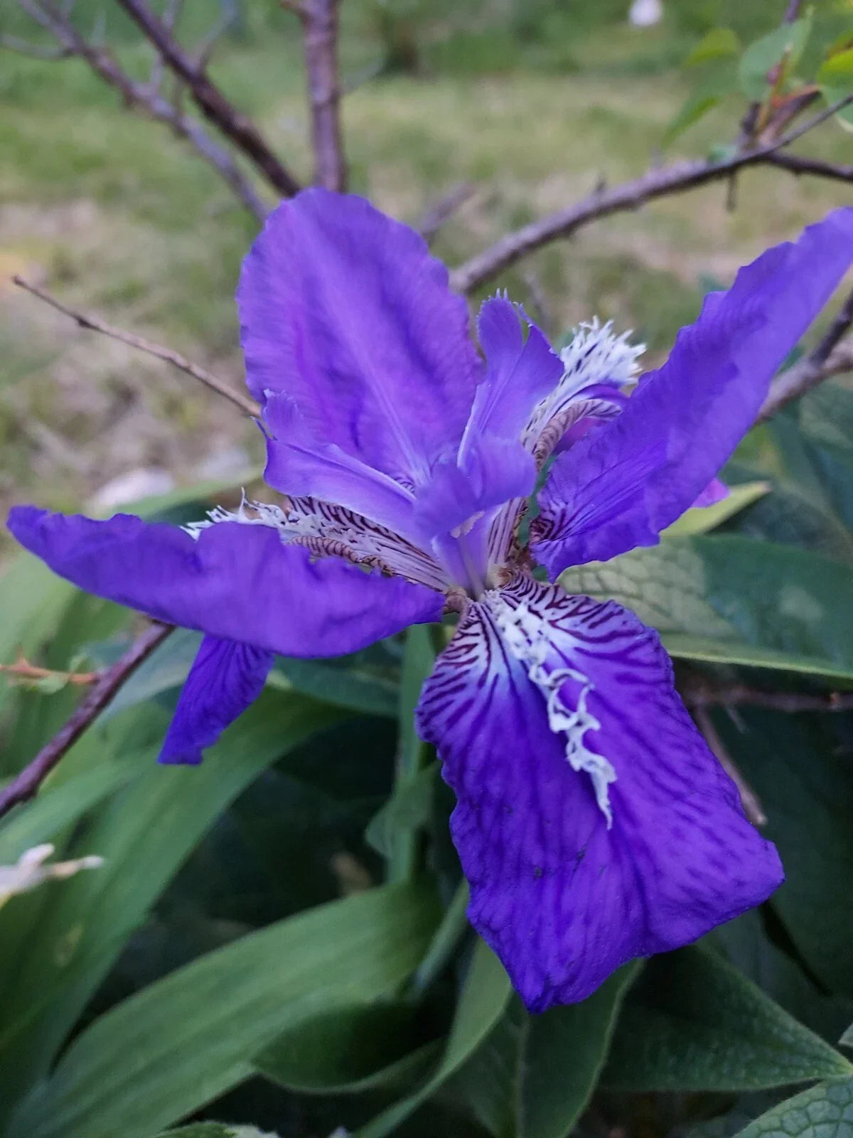 Live Dwarf Columbine Rhizomes - Blue & Purple Flowering Plants - Aquilegia caerulea - 2 Pack