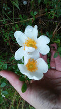 Heirloom Baby Rambling Rose Bush Live Plant 1' Multiflora White - Rooted Climbing Rose Rosa multiflora
