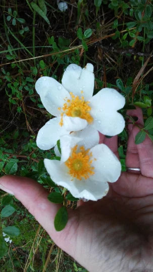 Heirloom Baby Rambling Rose Bush Live Plant 1' Multiflora White - Rooted Climbing Rose Rosa multiflora
