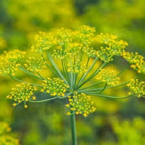 Premium Organic Heirloom Dill Seeds - Culinary Herb Seeds for Gardens & Containers - Anethum graveolens