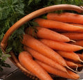 Danvers 126 Carrot Seeds – Organic, Non-GMO, Open-Pollinated, Daucus carota, 500+ Seeds for Home Garden, Root Vegetable