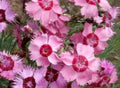 Cottage Pinks Seeds - 50 Dianthus Plumarius Perennial Flower Seeds for Borders & Containers, Vibrant Pink & White Blooms