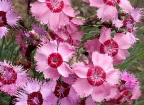 Cottage Pinks Seeds - 50 Dianthus Plumarius Perennial Flower Seeds for Borders & Containers, Vibrant Pink & White Blooms