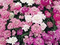 Candytuft Seeds - Organic Iberis umbellata - Perennial Flower Seeds for Borders & Ground Cover