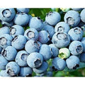 Lowbush Blueberry Seeds - Vaccinium angustifolium - 250+ Seeds for Garden, Container, Wildlife Attractant - USA Made from Iowa