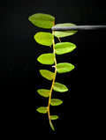 Marcgravia sp Bastimentos Cutting | 10-Leaf Tropical Terrarium Plant for Indoor Decor