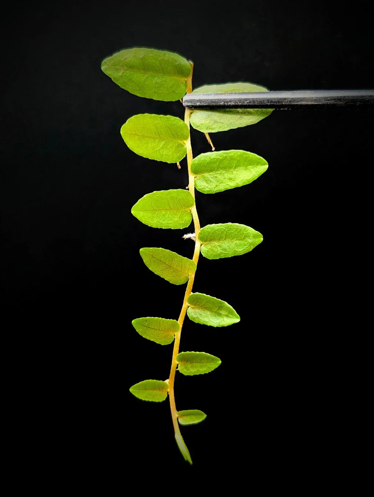 Marcgravia sp Bastimentos Cutting | 10-Leaf Tropical Terrarium Plant for Indoor Decor