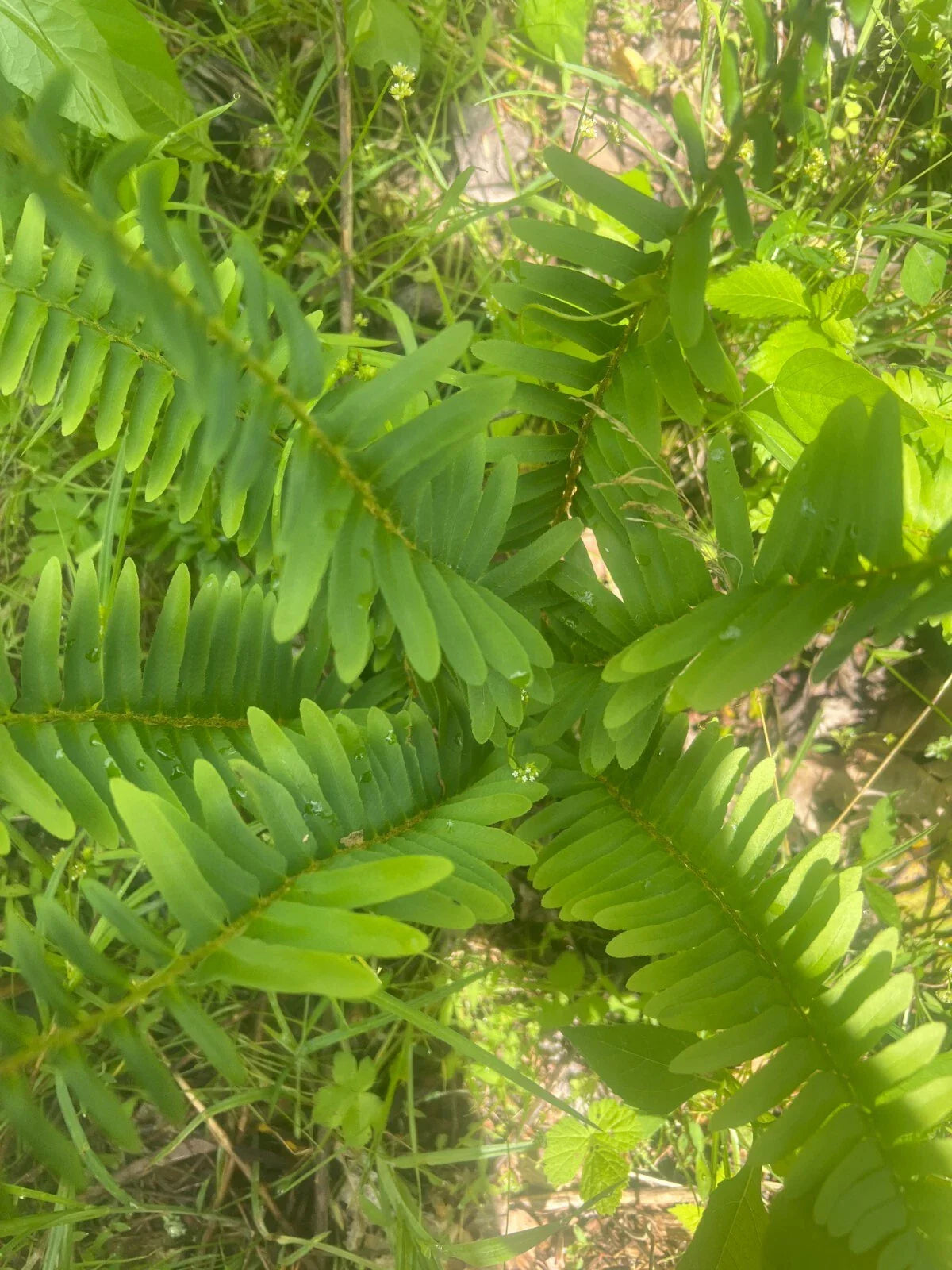 Live Christmas Fern Root - Bare Root Woodland Perennial - Native Polystichum acrostichoides for Shade Gardens
