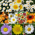 Wildflower Seed Mix - 10 Daisy Species Variety Packet - Colorful Blooms for Gardens & Pollinators