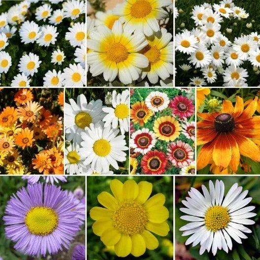 Wildflower Seed Mix - 10 Daisy Species Variety Packet - Colorful Blooms for Gardens & Pollinators