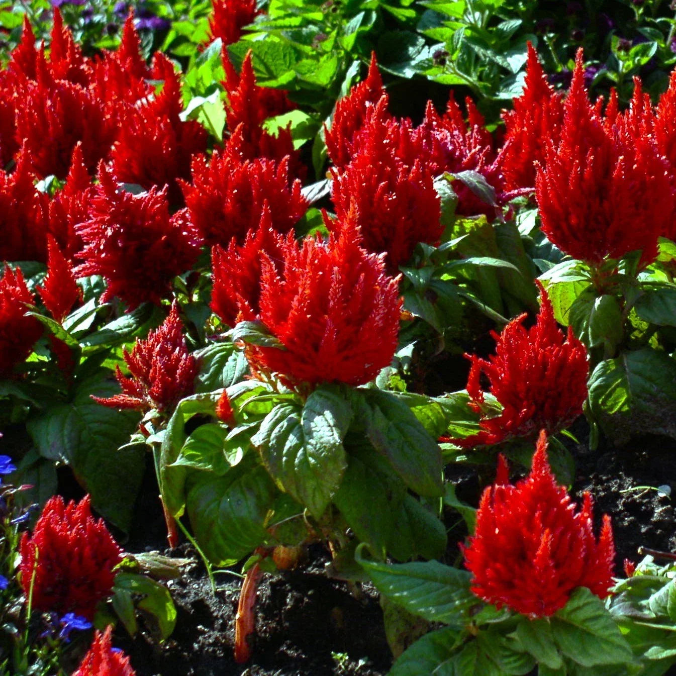Celosia Seeds - Forest Fire Variety, Dark Red Feather Plumosa, Annual Flower, Vibrant Scarlet Blooms, Celosia argentea