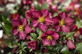 Ice N Roses Hellebore Plants - 1-Gallon Potted Perennial Flowering Plant - Winter Bloomer - Helleborus hybridus