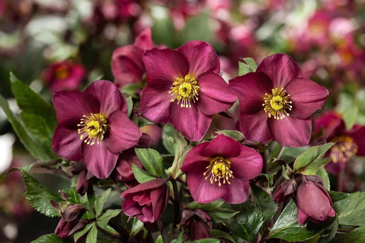 Ice N Roses Hellebore Plants - 1-Gallon Potted Perennial Flowering Plant - Winter Bloomer - Helleborus hybridus