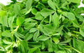 Fenugreek Herb Seeds – Non-GMO, Pack of 100, Trigonella foenum-graecum, Culinary & Gardening, Indoor & Outdoor