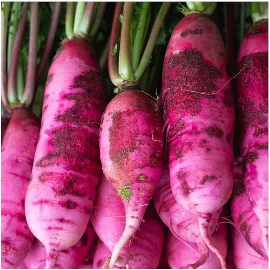 Pink Summercicle Radish Seeds 100 Ct - Raphanus sativus Non-GMO Vegetable Seeds for Home Garden, Container & Raised Bed Cultivation