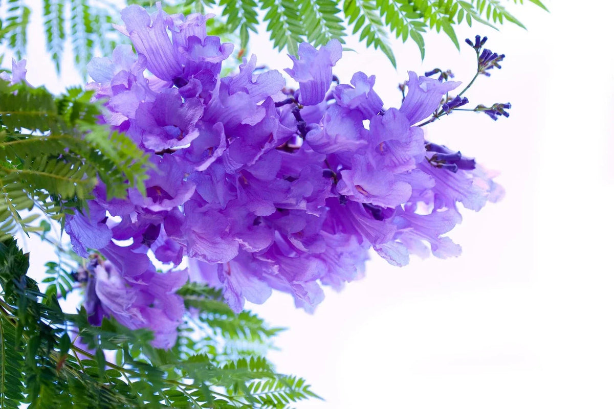 Blue Jacaranda Tree Seeds - 100 Seeds Exotic Flowering Tree Jacaranda mimosifolia for Garden Landscaping