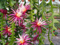 Ric-Rac Cactus 3" Starter Pot - Selenicereus anthonyanus - Indoor Zig-Zag Cactus Plant