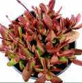 Crassula Clavata Succulent Live Plant - 4" Bare Roots, Drought-Tolerant Indoor & Outdoor Garden Decor, Easy Care