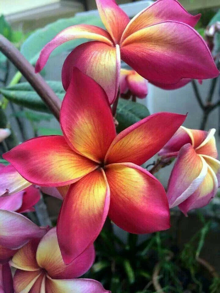 Bright Pink Orange Plumeria Seeds - Perennial Flower Seeds for Tropical Gardens, Container Planting, Plumeria rubra