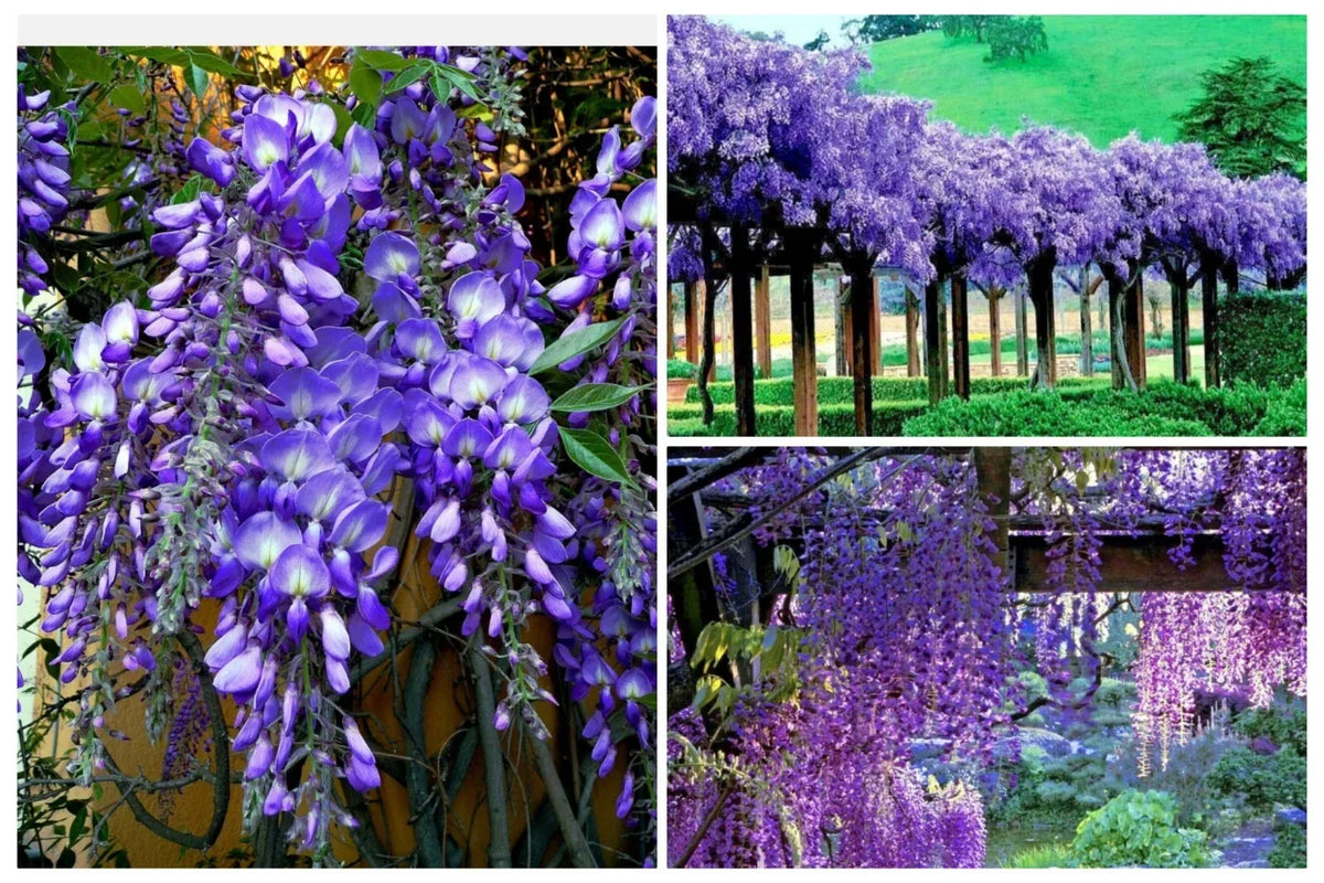 Japanese Blue Moon Wisteria Seeds - Fast Growing Cold Hardy Climbing Vine Seeds Wisteria floribunda
