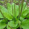 Organic Bare Root Plantago Major Broadleaf Plantain - Live 3-4 Inch Herbal Medicinal Plants (4 Pack) NC Grown