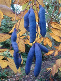 Blue Sausage Fruit Seeds - Organic Decaisnea fargesii for Planting, 10 Seeds, Exotic Blue Fruits, Easy to Grow, Indoor & Outdoor Gardening