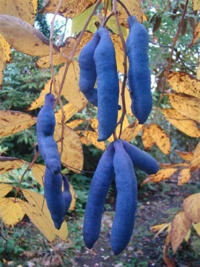 Blue Sausage Fruit Seeds - Organic Decaisnea fargesii for Planting, 10 Seeds, Exotic Blue Fruits, Easy to Grow, Indoor & Outdoor Gardening
