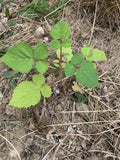 Wild Wineberry Bush Seedlings - 2 Bare Root Fruiting Berry Plants Rubus phoenicolasius