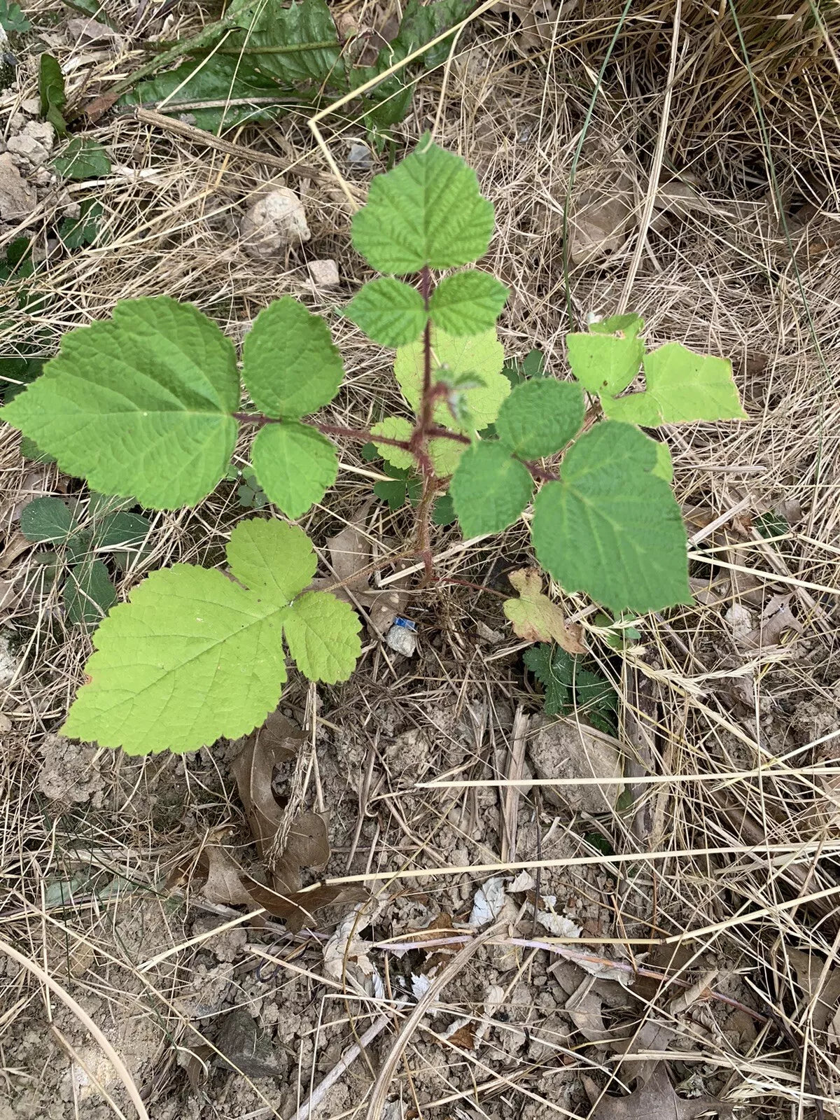 Wild Wineberry Bush Seedlings - 2 Bare Root Fruiting Berry Plants Rubus phoenicolasius