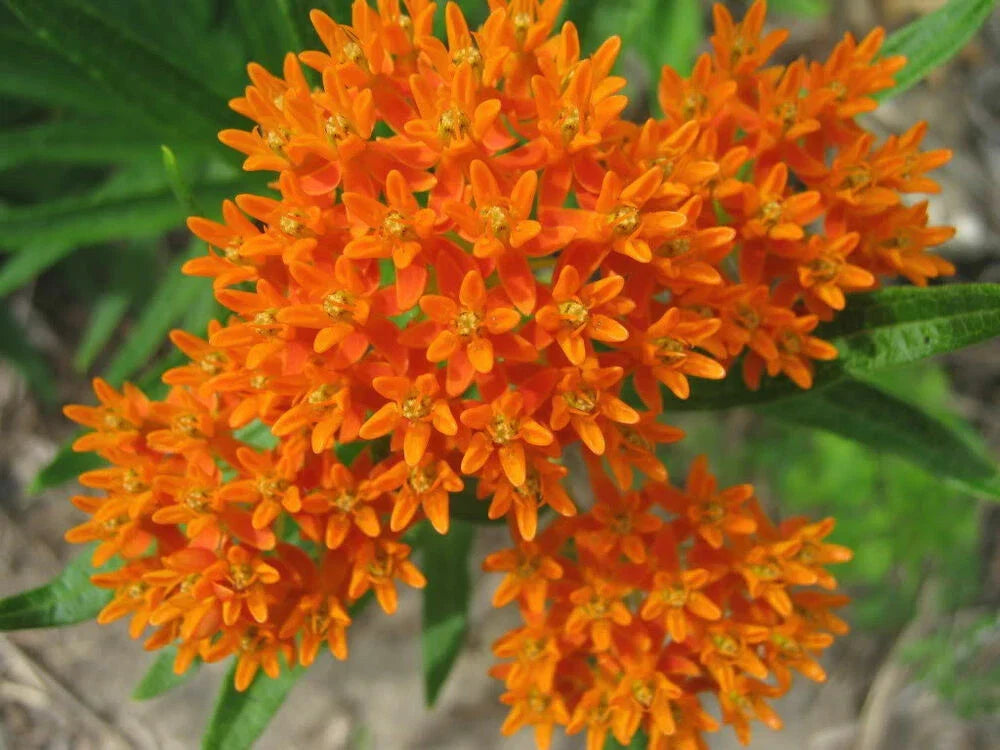 Butterfly Milkweed Seeds - Perennial Native Wildflower - Asclepias Tuberosa - Orange & Yellow Flowers - Drought Tolerant