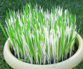 Variegated Cat Grass Seeds - Hordeum spp. - Pet-Friendly Indoor Plant for Cats - 50 Seeds
