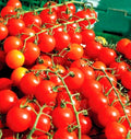 Cherry Tomato Seeds - Organic Non-GMO Heirloom Solanum lycopersicum, Large, Sweet, 100+ Seeds