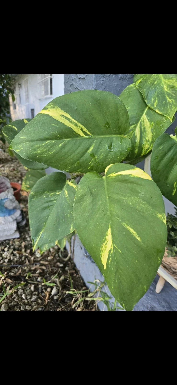 Golden Pathos Live Plant Cuttings with Roots - Epipremnum aureum, Indoor/Outdoor Vining Plant, Easy Care, Low Light Tolerant