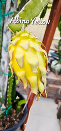 Albino Yellow Dragonfruit Cutting - Rooted 12-16 Inch Hylocereus megalanthus Plant