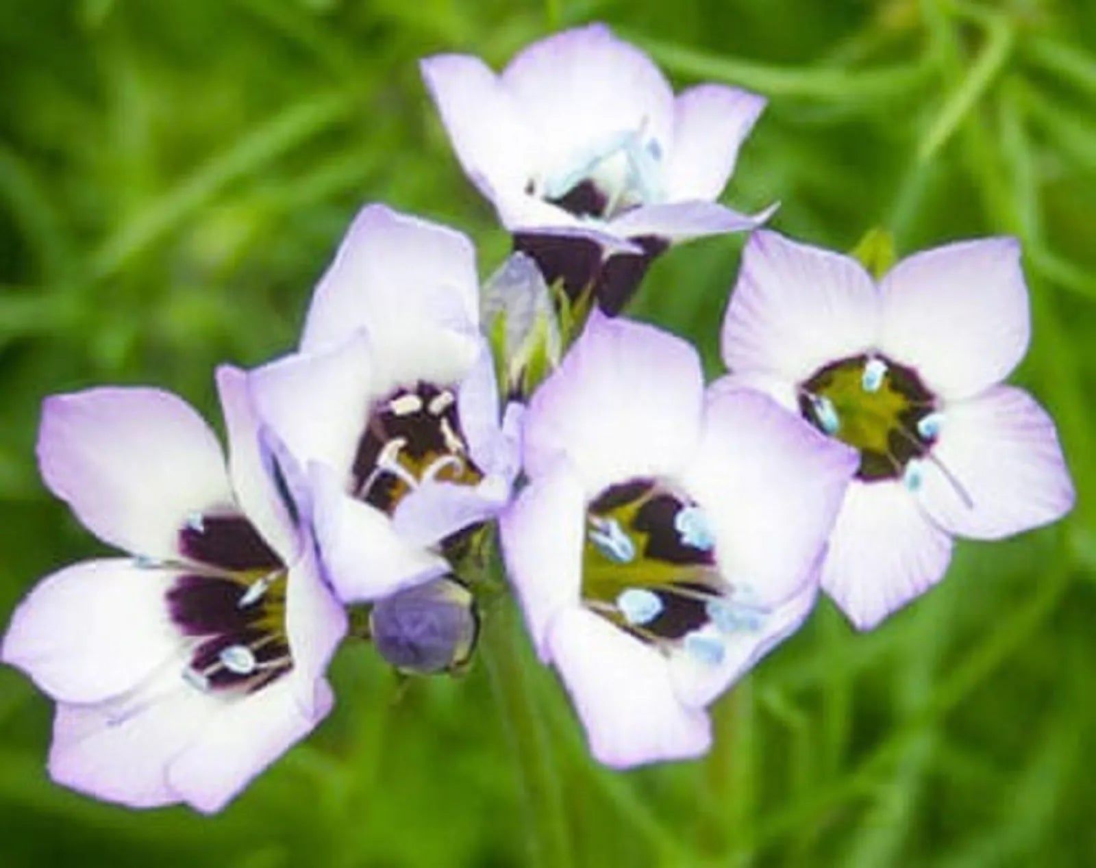 Bird's Eyes Seeds 500 Pack - Gynandriris sisyrinchium Flower Seeds for Borders & Containers